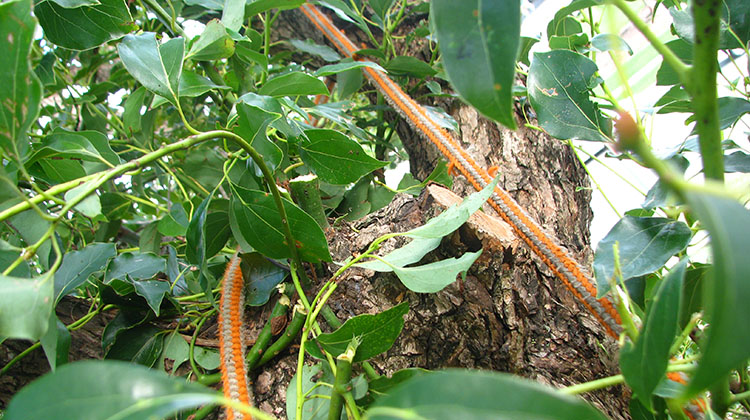 Camphor Laurel (Cinnamomum camphora)