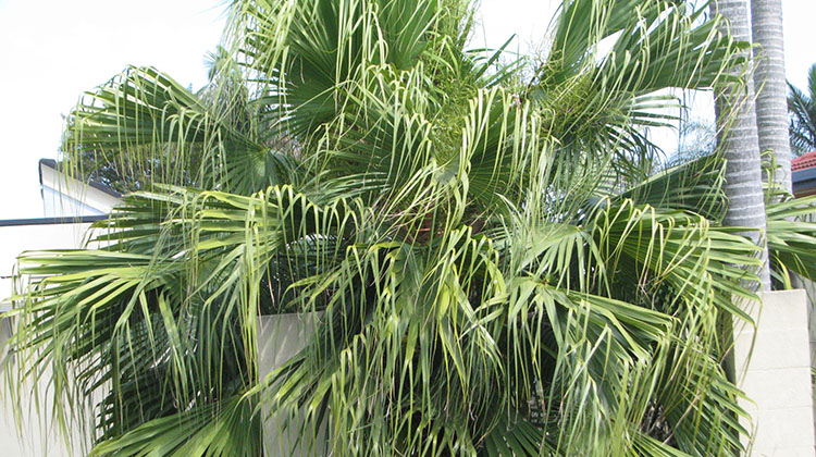 Chinese Fan Palm (Livistona chinensis)