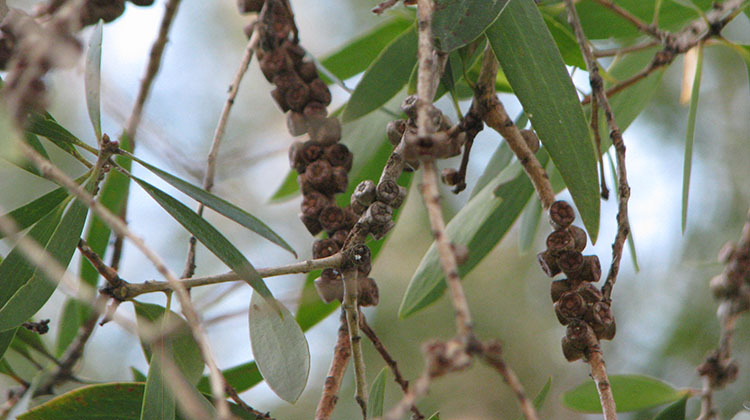 Broad-leaved Paperbark (Melaleuca quinquenervia)