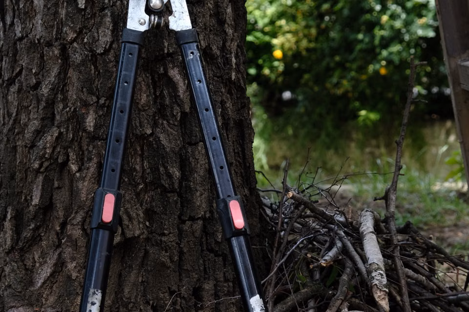 Pruning shears resting against a tree trunk