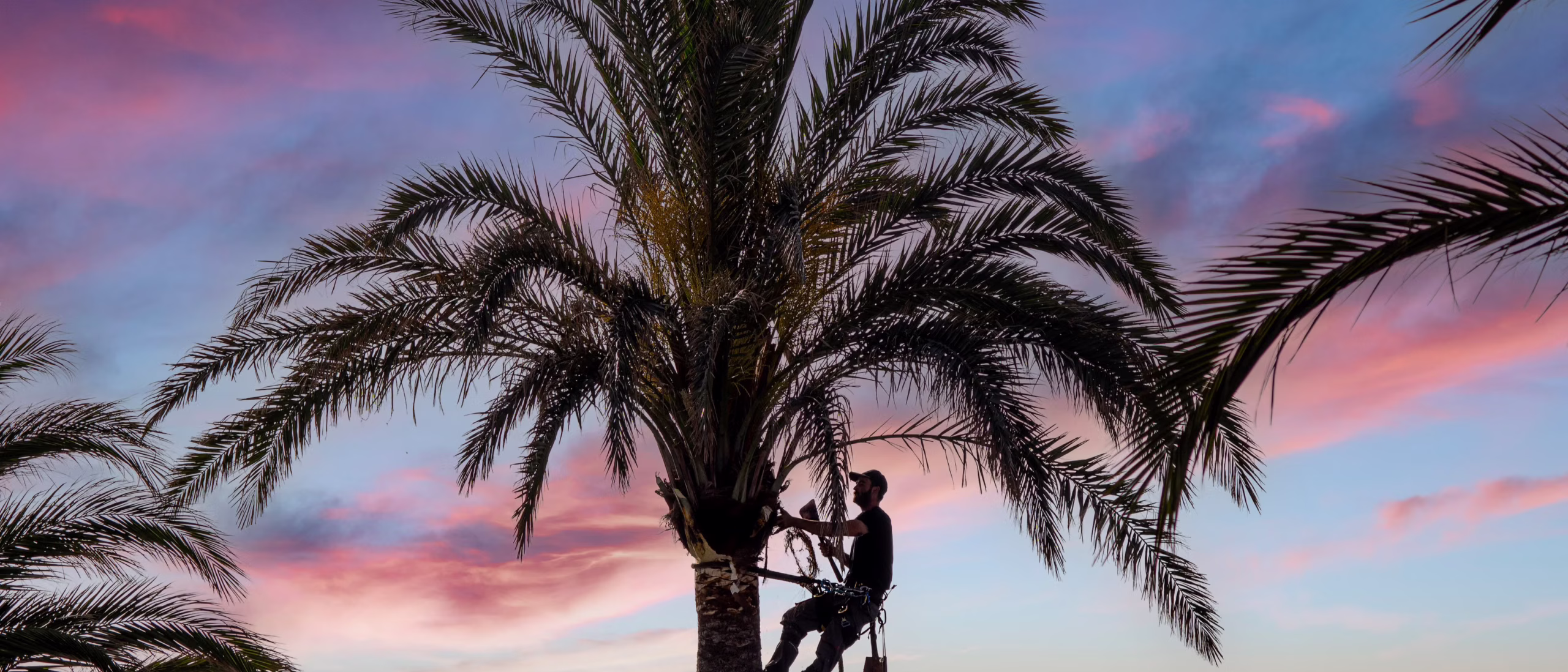 An arborist working high in a palm tree against an evening sky