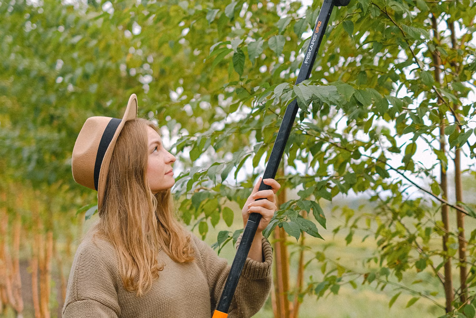 A gardener working on a young tree with pole pruners