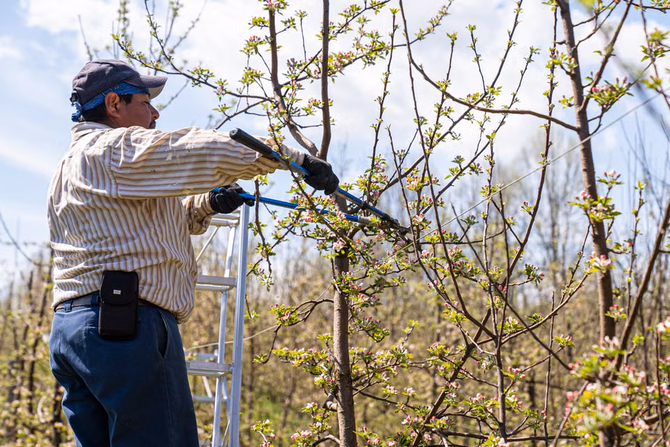 A man on a ladder reaching up to cut a tree branch